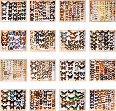 Restored and Pest free Old Collection of Some 3 400 Butterflies