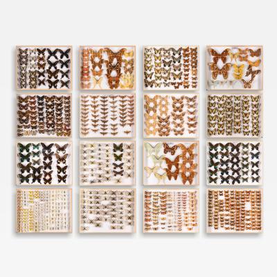 Restored and Pest free Old Collection of Some 4 600 Butterflies