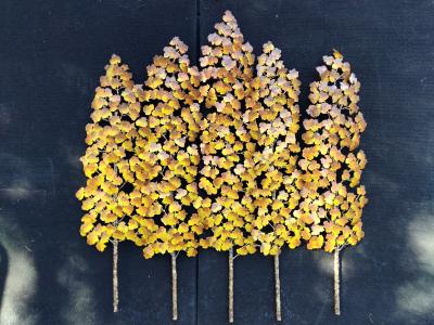 Richard B Smith Evening Shadows