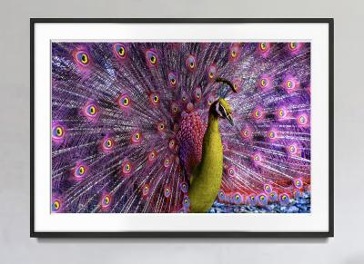 Robert Funk Peacock displaying in Magenta and Yellow
