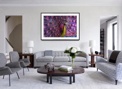 Robert Funk Peacock displaying in Magenta and Yellow