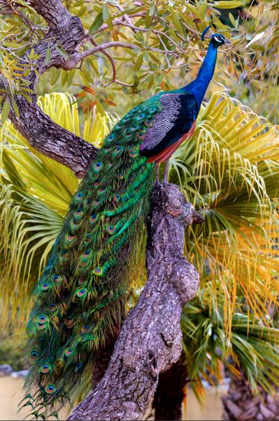 Robert Funk Peacock in Tree with Iridescent Blue and Green Plumage
