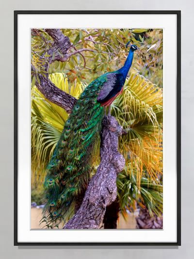 Robert Funk Peacock in Tree with Iridescent Blue and Green Plumage
