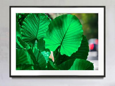 Robert Funk Plant Portrait Rain Forest Green Tropical Plants Red Light Blur