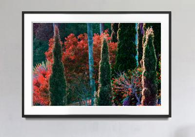 Robert Funk Tropical Colorful Foliage Trees Flaunt Brilliant Color Crimson leaves