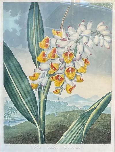 Robert John Thornton Antique Botanical Print the Nodding Renealmia