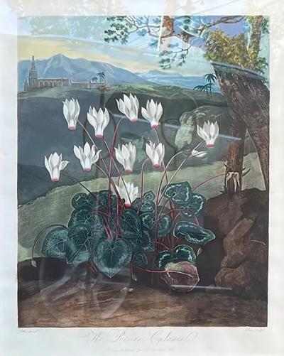 Robert John Thornton Antique Botanical Print the Persian Cyclamen by Thornton Robert John C 1804