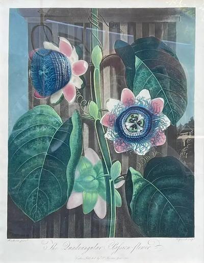 Robert John Thornton Antique Botanical Print the Quadrangular Passion Flower