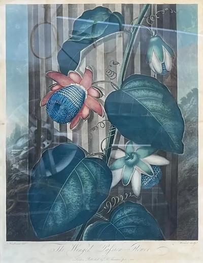 Robert John Thornton Antique Botanical Print the Winged Passion Flower