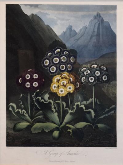 Robert John Thornton ROBERT JOHN THORNTON 1768 1837 A GROUP OF AURICULAS