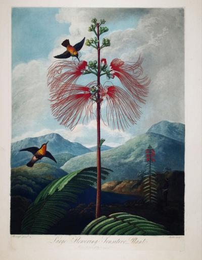 Robert John Thornton ROBERT JOHN THORNTON 1768 1837 LARGE FLOWERING SENSITIVE PLANT