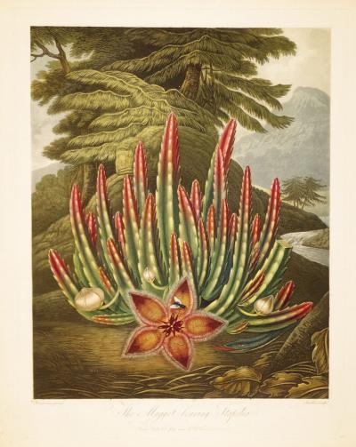 Robert John Thornton ROBERT JOHN THORNTON 1768 1837 THE MAGGOT BEARING STAPELIA