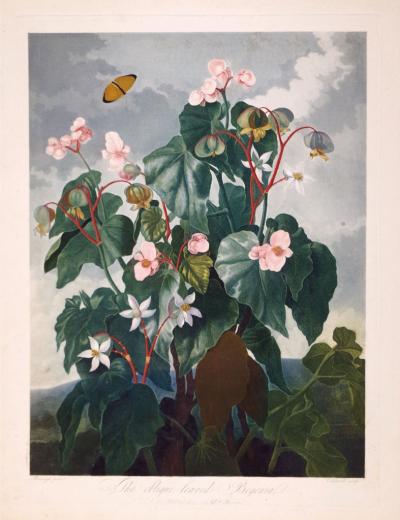 Robert John Thornton ROBERT JOHN THORNTON 1768 1837 THE OBLIQUE LEAVED BEGONIA