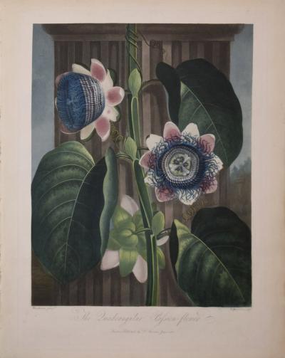 Robert John Thornton ROBERT JOHN THORNTON 1768 1837 THE QUADRANGULAR PASSION FLOWER