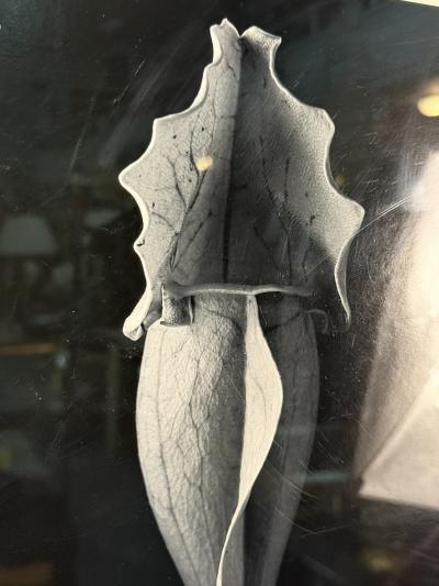 Robert Mapplethorpe EROTIC SURREALIST BLACK WHITE FLOWER PHOTOGRAPHS MANNER OF ROBERT MAPPLETHORPE