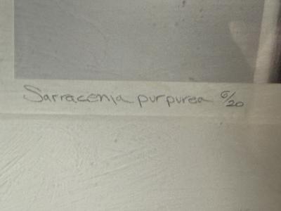 Robert Mapplethorpe EROTIC SURREALIST BLACK WHITE FLOWER PHOTOGRAPHS MANNER OF ROBERT MAPPLETHORPE