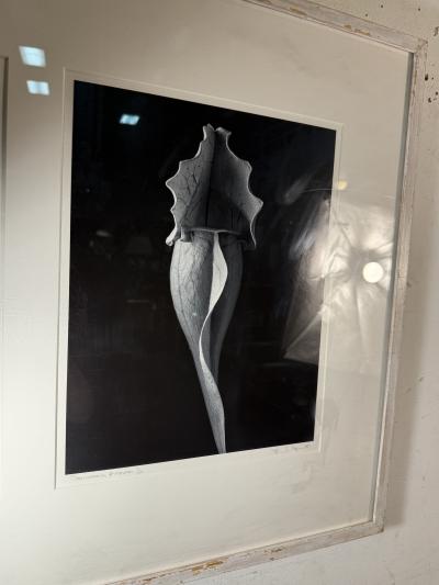 Robert Mapplethorpe EROTIC SURREALIST BLACK WHITE FLOWER PHOTOGRAPHS MANNER OF ROBERT MAPPLETHORPE