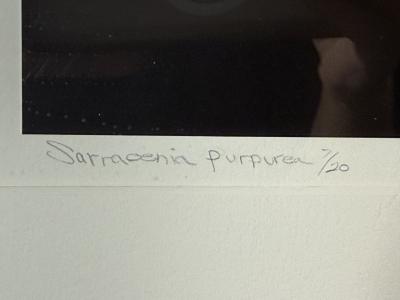 Robert Mapplethorpe EROTIC SURREALIST BLACK WHITE FLOWER PHOTOGRAPHS MANNER OF ROBERT MAPPLETHORPE