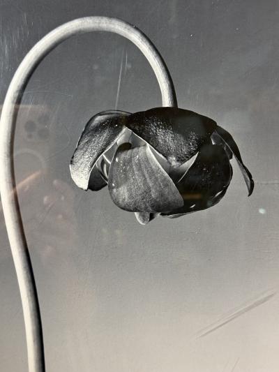 Robert Mapplethorpe EROTIC SURREALIST BLACK WHITE FLOWER PHOTOGRAPHS MANNER OF ROBERT MAPPLETHORPE