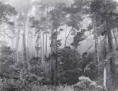 Robert Werling Pines in Fog