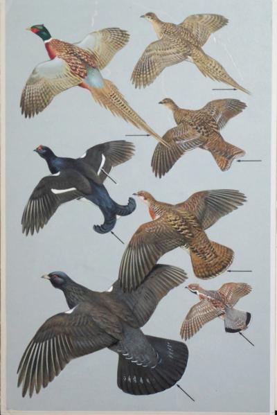 Roger Tory Peterson ROGER TORY PETERSON 1908 1996 PHEASANTS GAMEBIRDS