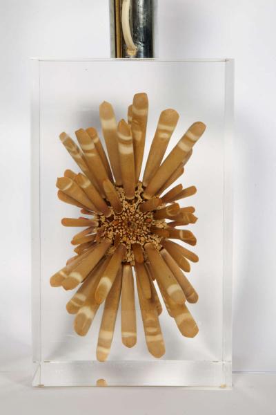 Romeo Paris Nice lucite table lamp with inclusion of sea urchin