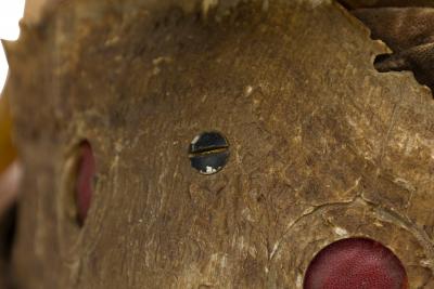 Rustic Continental Horned Taxidermy Helmet
