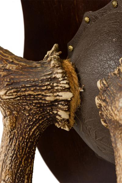 Rustic Decorative Elk Antler and Wood Wall Plaque