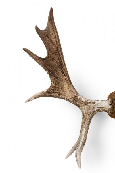 Rustic Decorative Moose Antler Oak Leaf Wall Plaque
