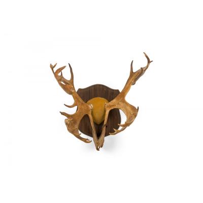 Rustic Decorative Moose Antler Wall Plaque