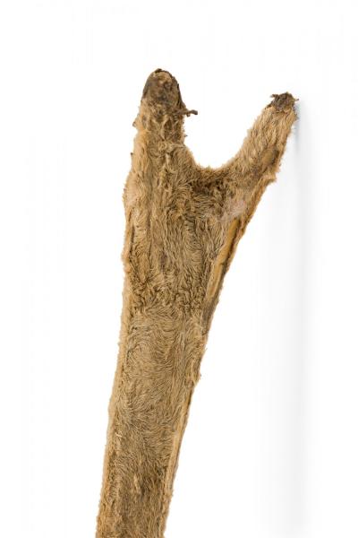 Rustic Decorative Wall Mounted Adolescent Deer Antlers