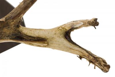 Rustic Decorative Wall Mounted Adolescent Deer Antlers