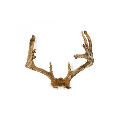 Rustic Decorative Wall Mounted Adolescent Deer Antlers