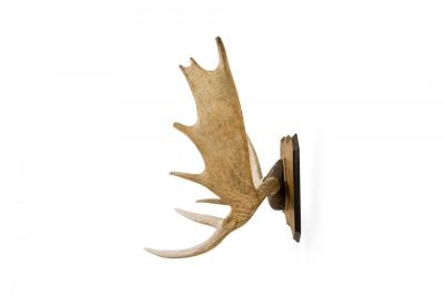 Rustic Moose Antler and Wood Wall Plaque