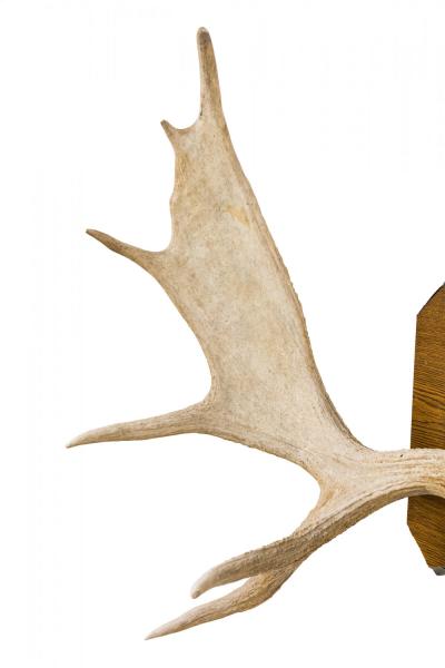 Rustic Moose Antler and Wood Wall Plaque