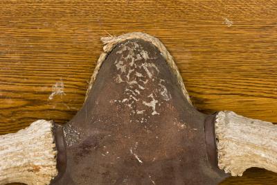 Rustic Moose Antler and Wood Wall Plaque