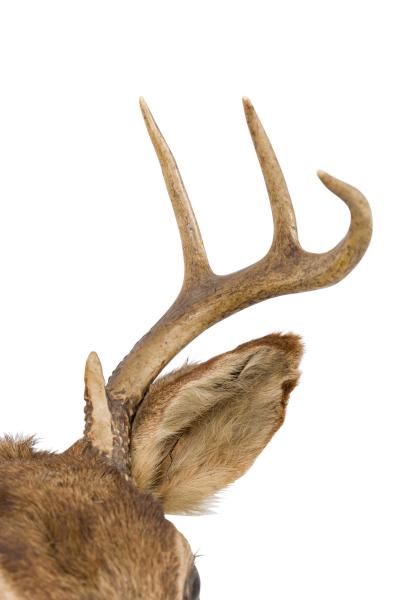 Rustic Mounted Deer Head Taxidermy