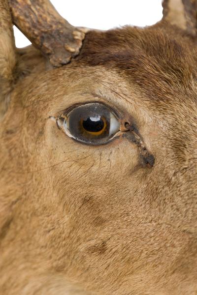 Rustic Mounted Deer Head Taxidermy