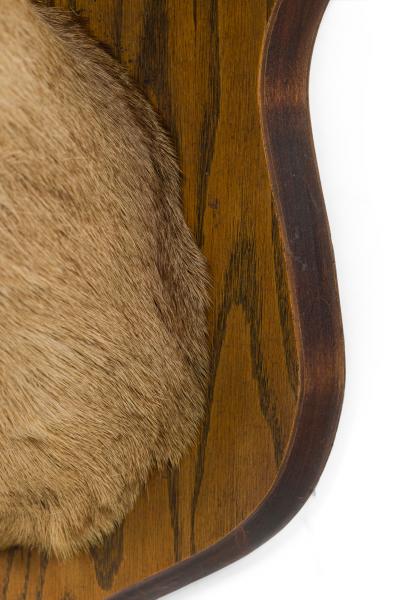 Rustic Mounted Deer Head Taxidermy