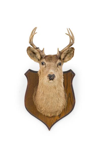 Rustic Mounted Deer Head Taxidermy