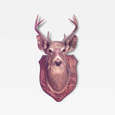 Rustic Mounted Deer Head Taxidermy
