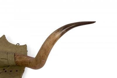 Rustic Steer Horn Mounted Taxidermy