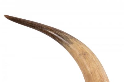 Rustic Steer Horn Mounted Taxidermy
