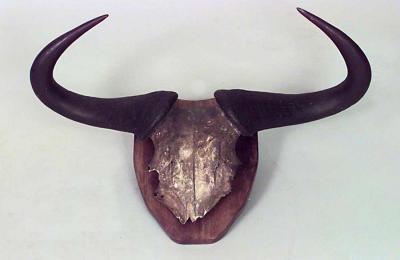 Rustic Taxidermy Mounted Horned Buffalo Skull