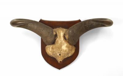Rustic Taxidermy Water Buffalo Skull
