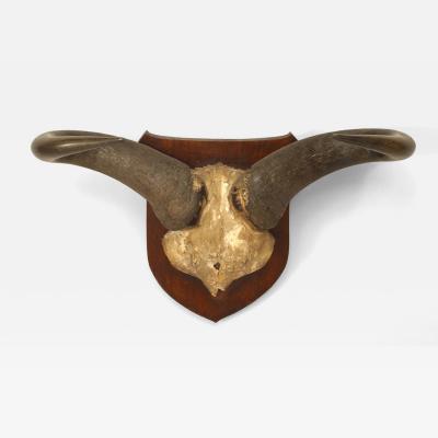 Rustic Taxidermy Water Buffalo Skull