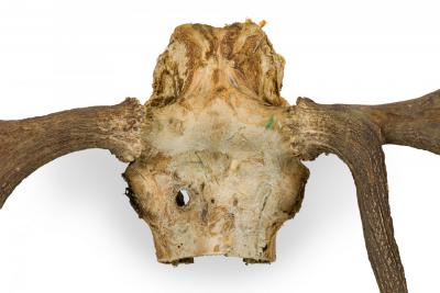 Rustic Wall Mountable Moose Skull with Antlers