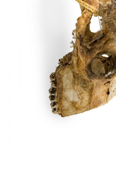 Rustic Wall Mountable Moose Skull with Antlers