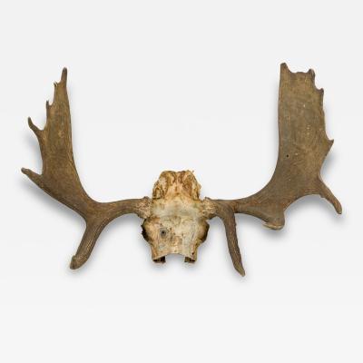 Rustic Wall Mountable Moose Skull with Antlers