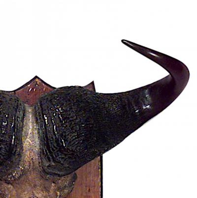 Rustic Water Buffalo Skull Taxidermy